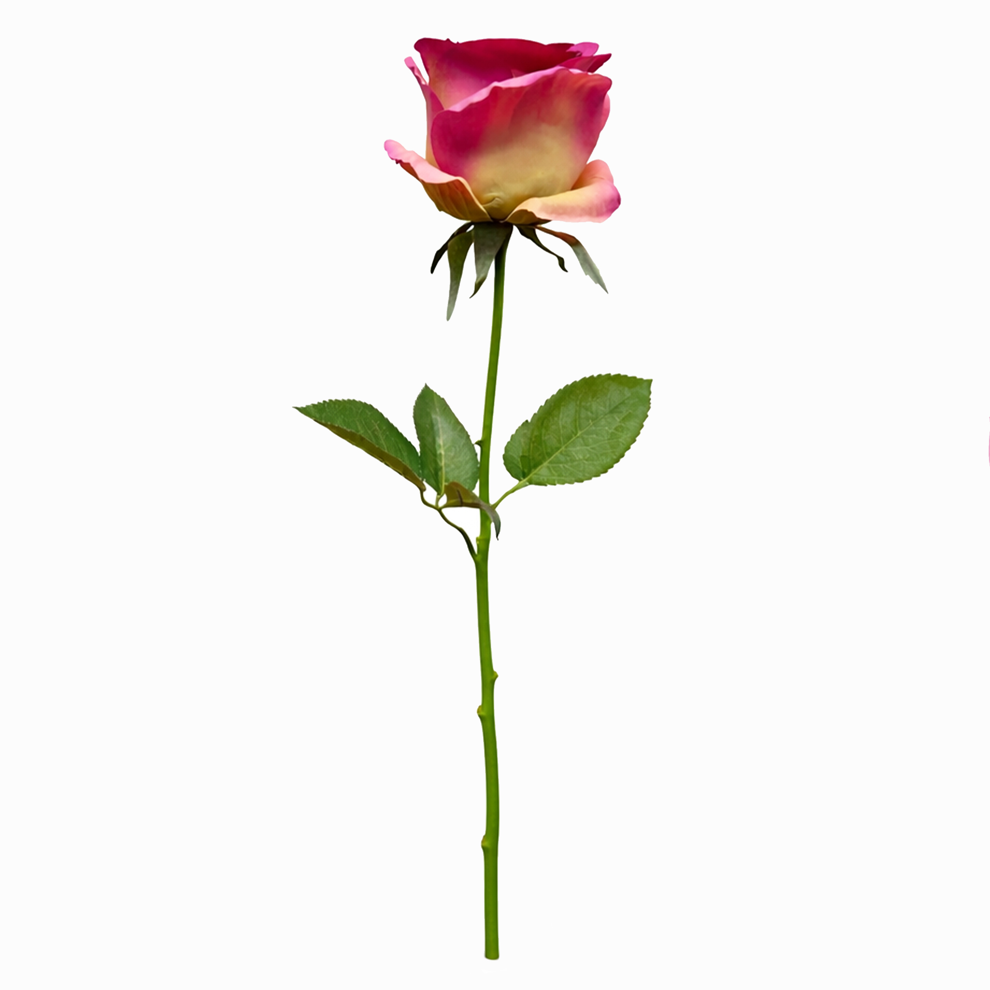 FUCHSIA ROSE STEM 69CM