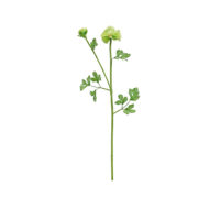 Ranunculus Asiaticus Spray - Green