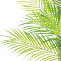 Areca Palm Plant - Green - Image 2