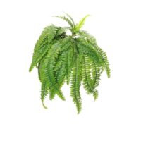 Boston Fern Bush