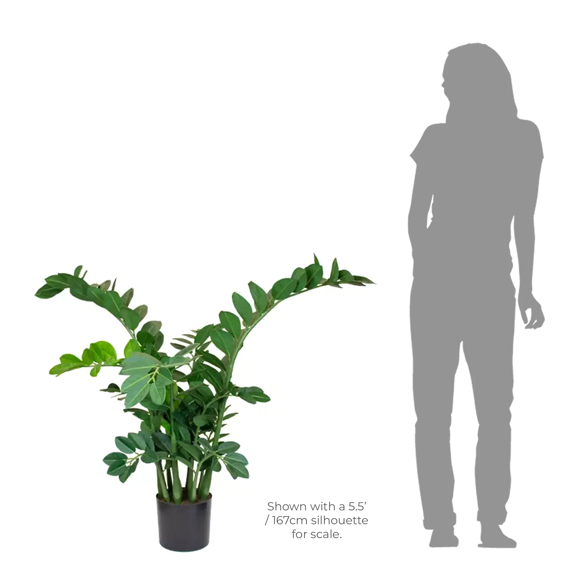 Zamioculcas Zamiifolia Plant Green - 100CM - Image 3