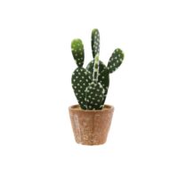 Small Pear Cactus Arrangement