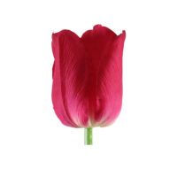 Tulip-Spray-RT-26.5IN--(TUL-26.5RT-PWN)-Plum-Wine---69cm-(BUD-VIEW)