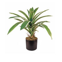 Yucca Bush