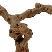 Dry Tree Branch - Image 2