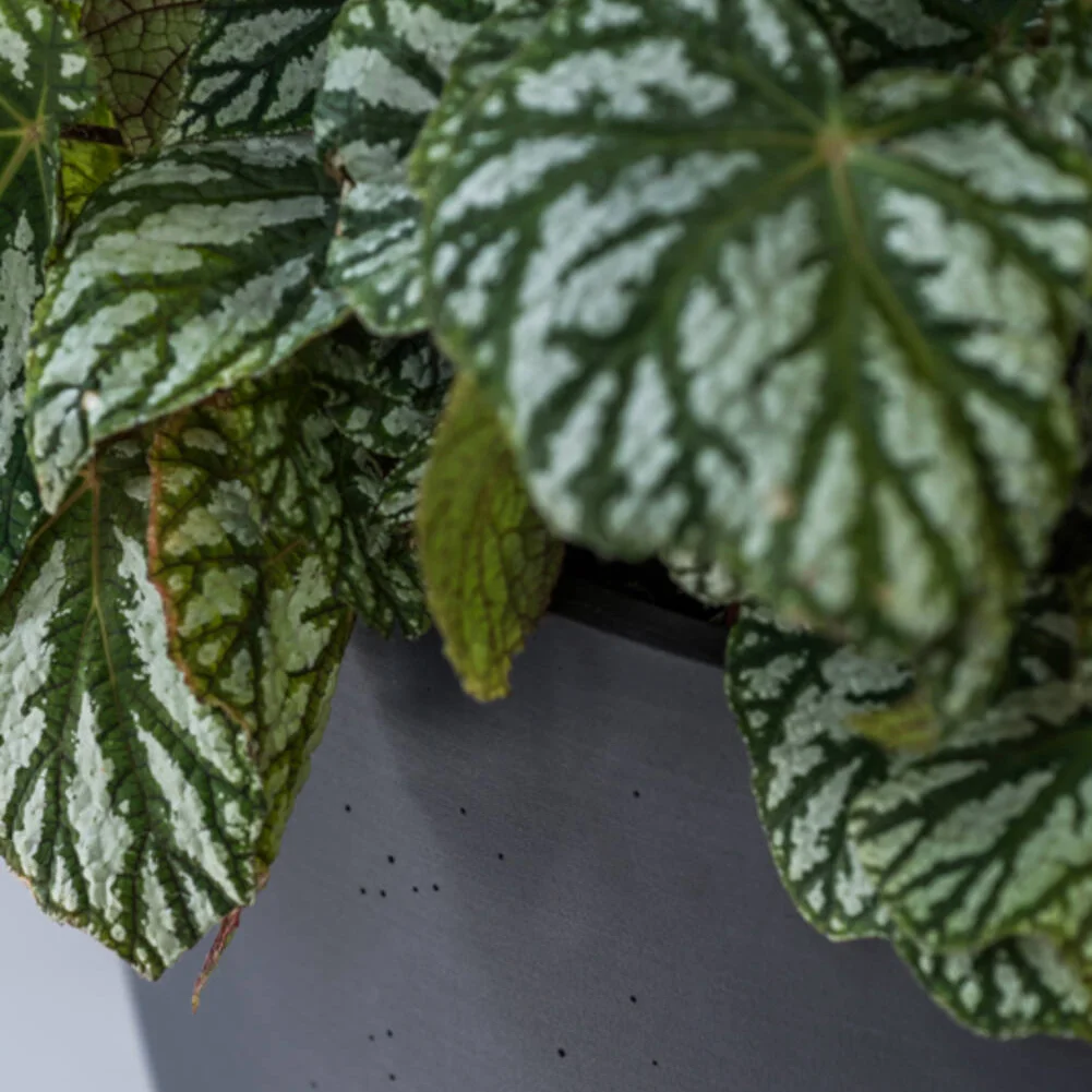 Bold Black Sandstone Planter for Your Space