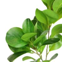 FIL-FOLIAGE-GR - zoom