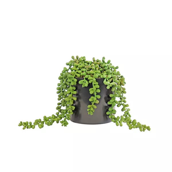 Sedum Hanging Bush in black pot
