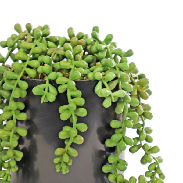 Sedum Hanging Bush in black pot - Image 2