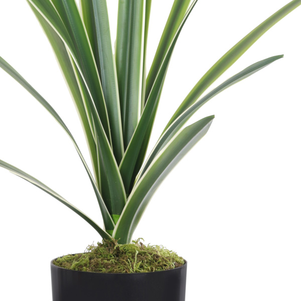Sansevieria Plant in black pot - Image 2