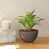 Bromeliad Plant Arrangement - Variegated Green - Image 3