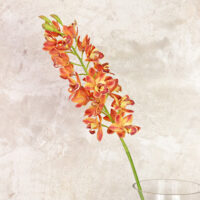 Cymbidium Orchid Real Touch - Orange  - Image 3