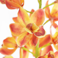 Cymbidium Orchid Real Touch - Orange  - Image 2