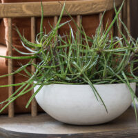 Fibre Cement Pot - 13cm(H)X28cm(W) - Image 3