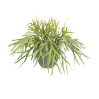 Staghorn Plant Arrangement