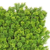 Moss Mat - Image 2