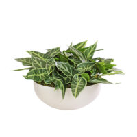 Alocasia Leaves Arrangement