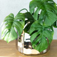 Monster Bush - Green - Image 3