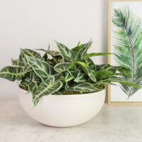 Alocasia Leaves Arrangement - Image 3