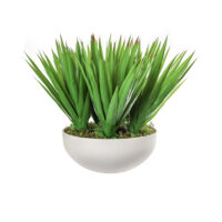 Sisal Plant Arrangement