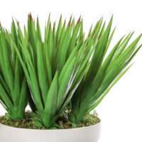 Sisal Plant Arrangement - Image 2