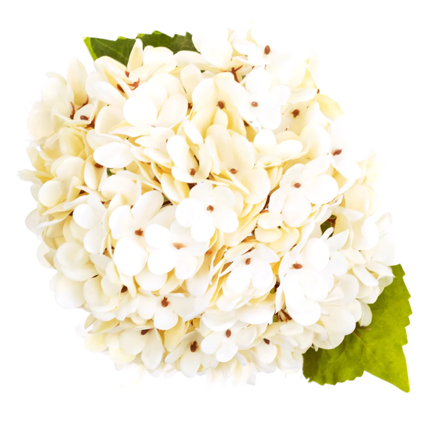HYD-SP21IN-CR Cream Hydrangea Spray with leaves