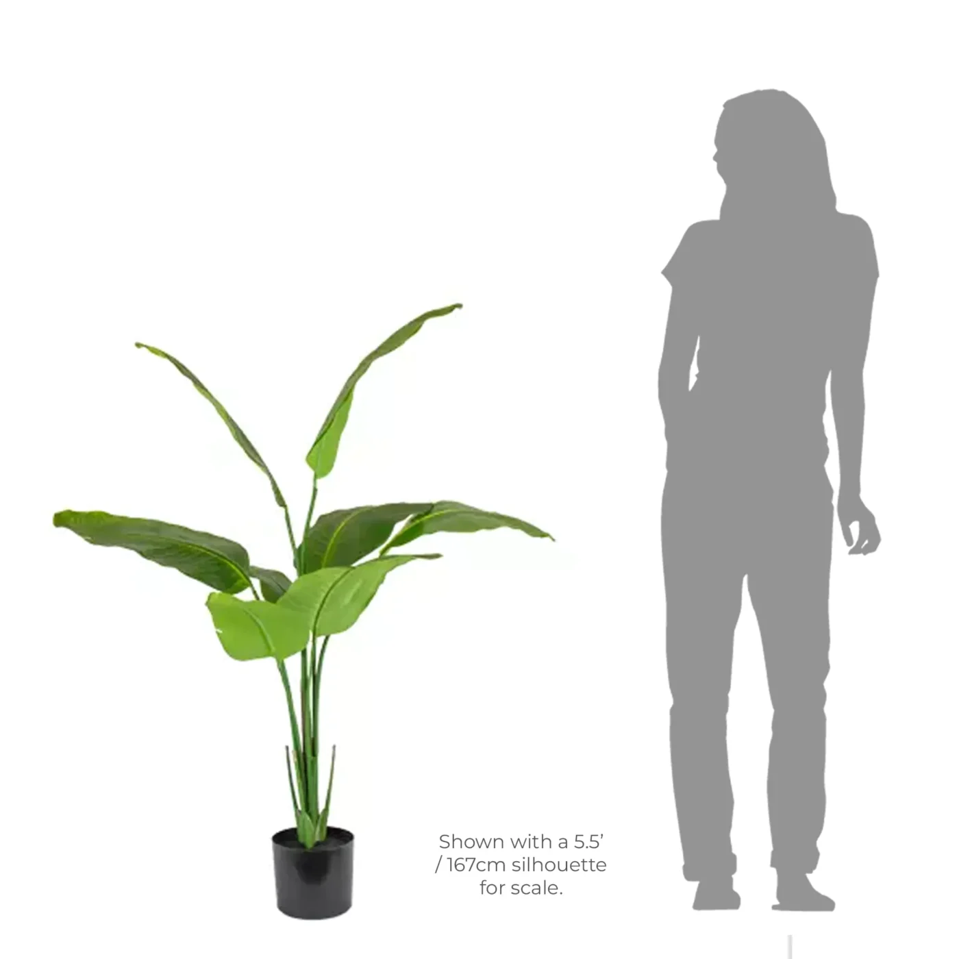 Bird of Paradise Plant Strelitzia Plant - 1.2M