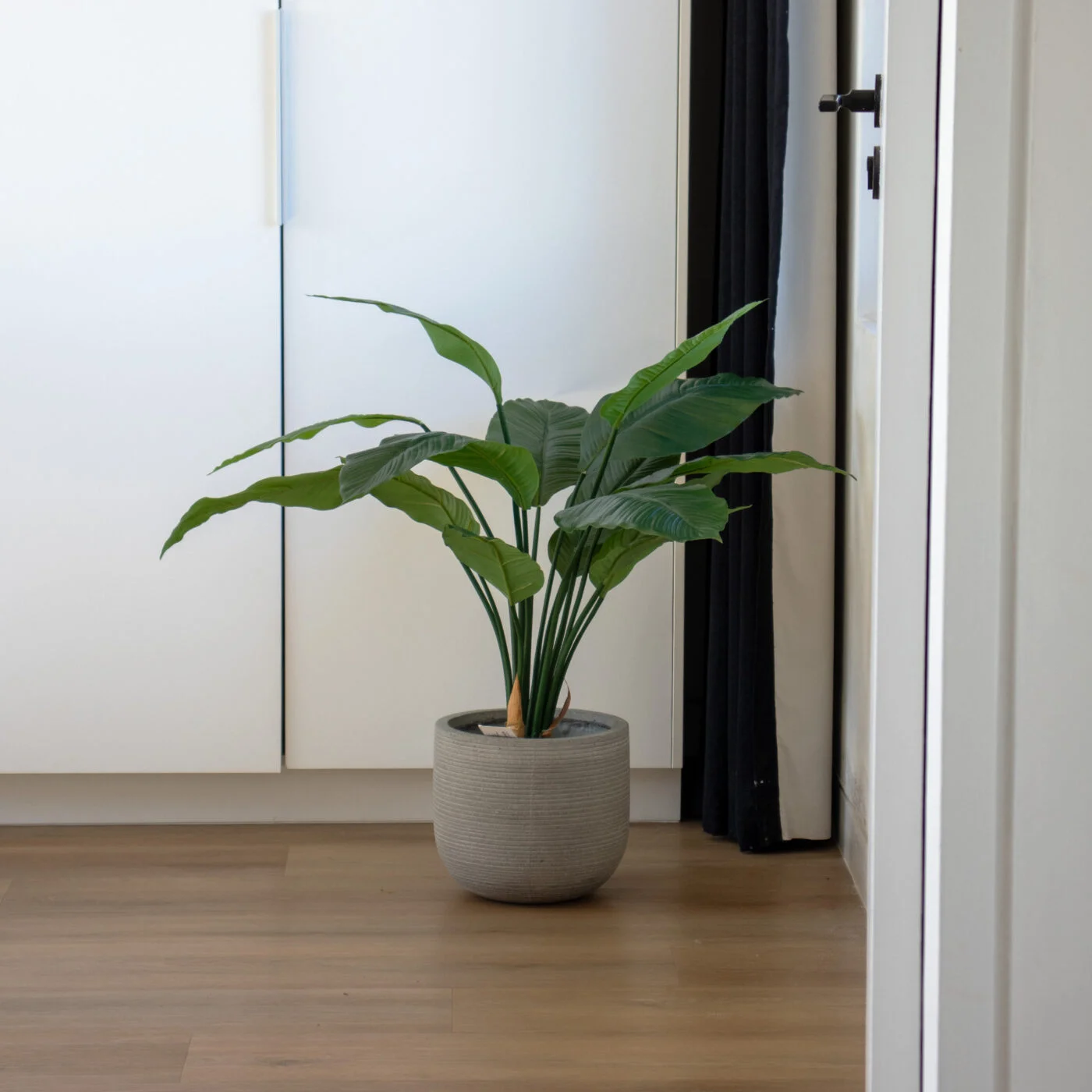 Bird of Paradise Plant Strelitzia Plant
