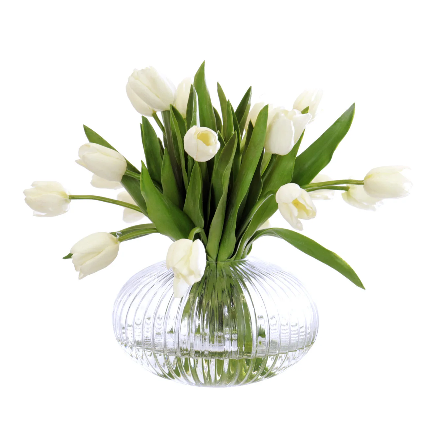 TULIPS WHITE IN DECORATIVE LOW RIBBED BOWL