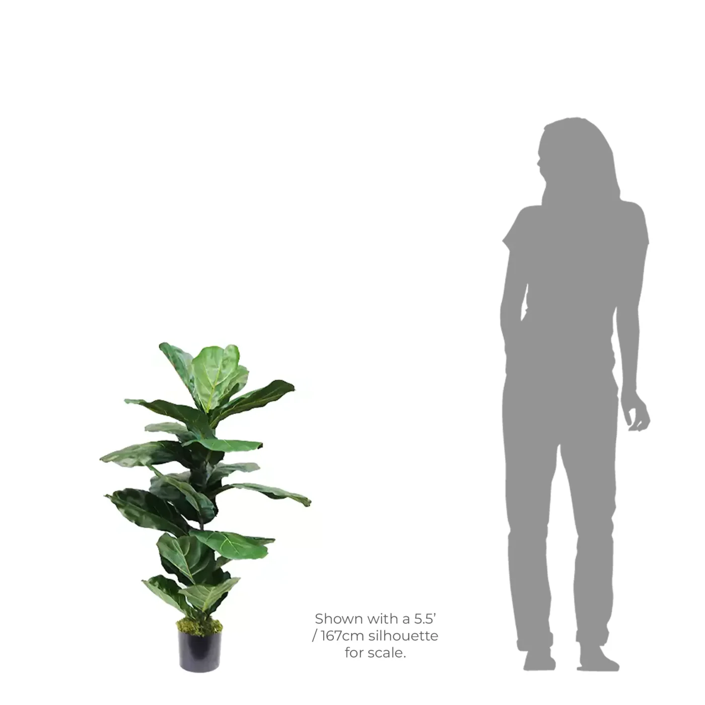 Fiddle Leaf Fig Tree Green - 100CM - Image 3