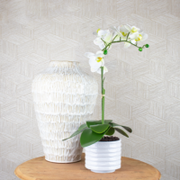 Phalaenopsis Orchid Arrangement - White - Image 3