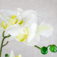 Phalaenopsis Orchid Arrangement - White - Image 2