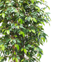 Faux Ficus Mini Tree 180cm leaf detail