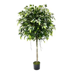 Ficus Mini Tree 150cm with Black Liner topiary