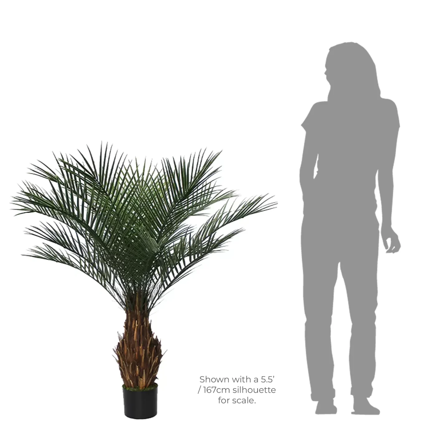 Cycas Palm Tree Potted Large 120cm