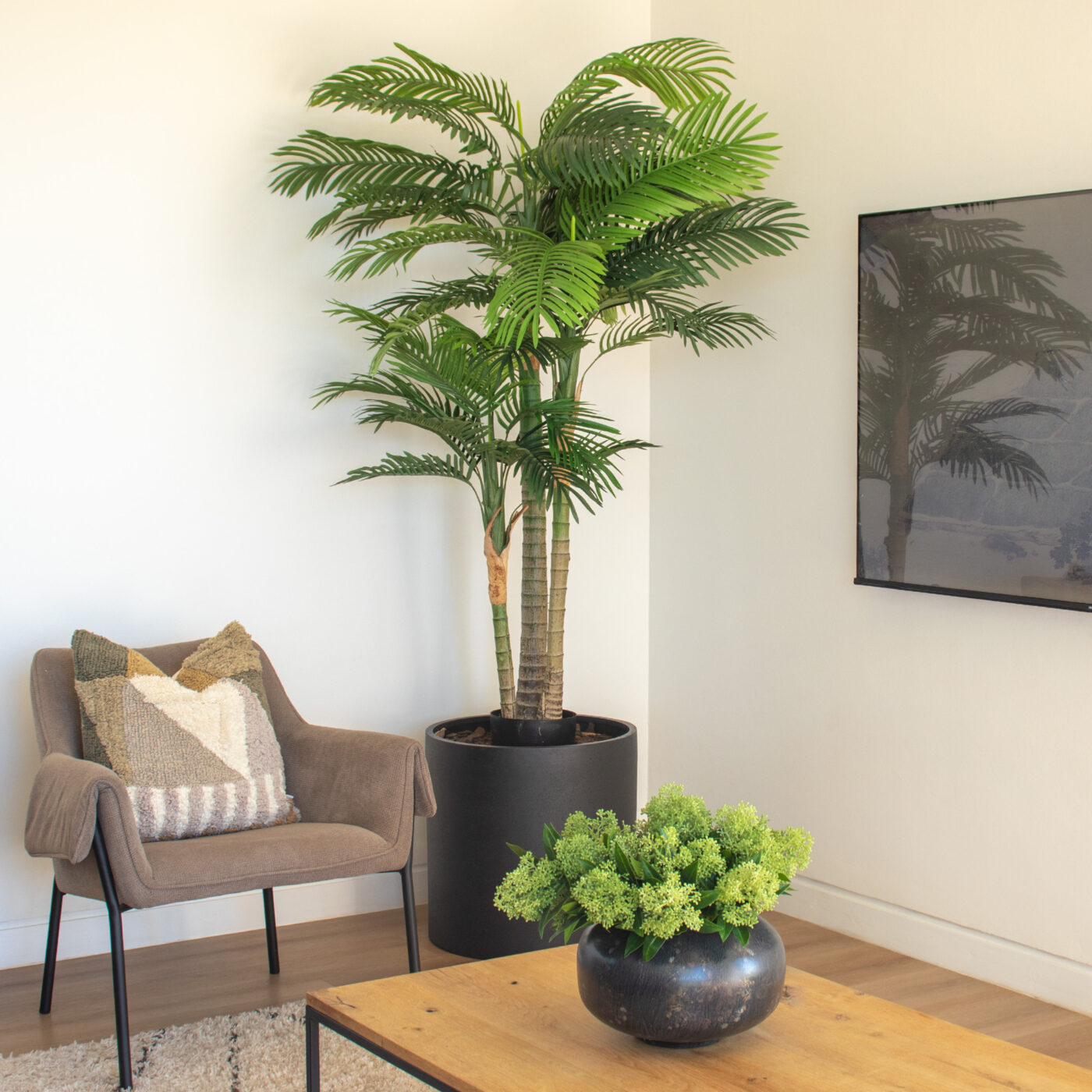 Areca Palm 180cm in living room