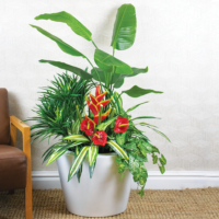 Heliconia, Anthurium and Greenery Arrangement - Mixed - Image 3