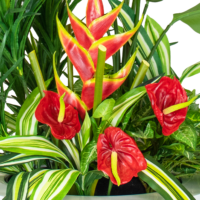 Heliconia, Anthurium and Greenery Arrangement - Mixed - Image 2
