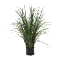 Juncus Blue Dart Grass 80cm in black liner pot