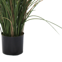 Juncus Blue Dart Grass 80cm pot liner
