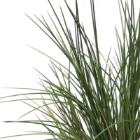 Juncus Blue Dart Grass 80cm tips closeup