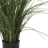 Juncus Blue Dart Grass 80cm foliage