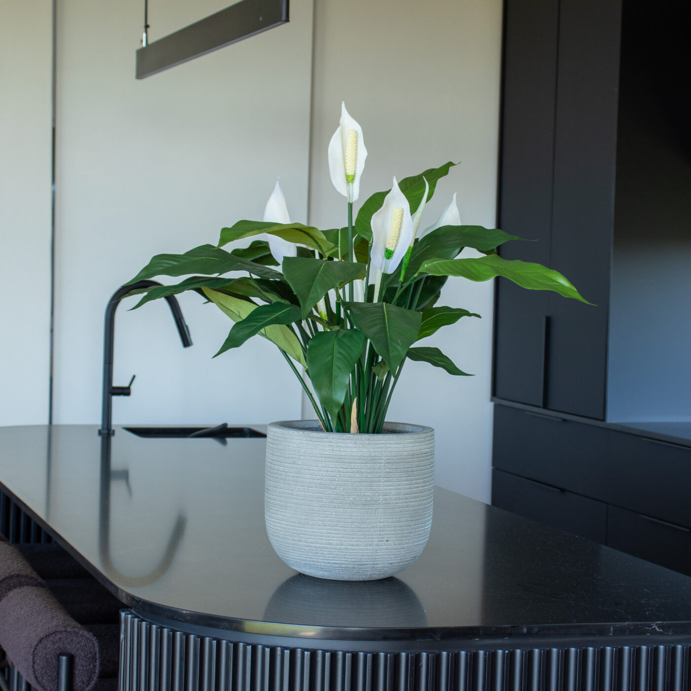 Peace Lily Plant Kitchen