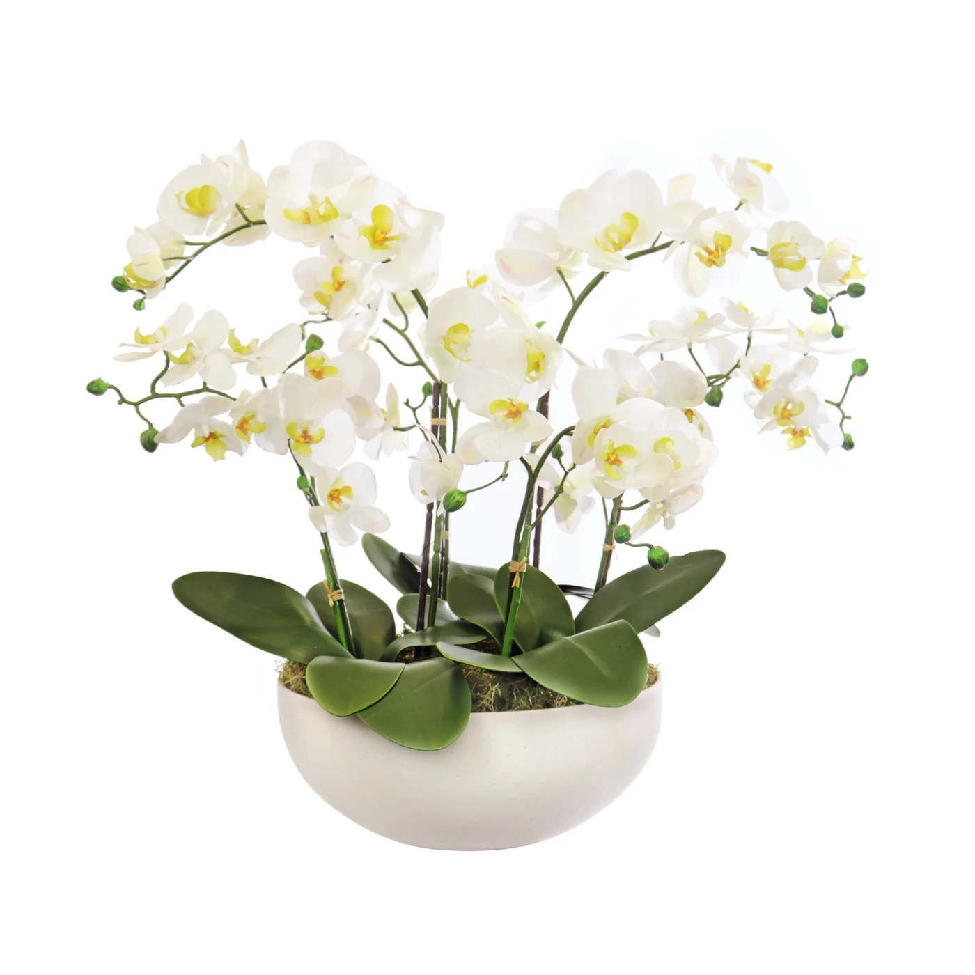 PHALAENOPSIS ORCHIDS WHITE IN SMALL SANDSTONE PLANTER