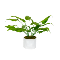 Taro Plant Arrangement - Green