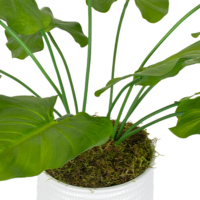 Taro Plant Arrangement - Green - Image 2