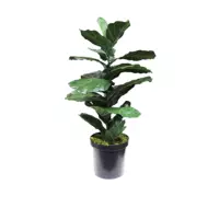 Fiddle Leaf Tree Potted - Green