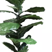 Fiddle Leaf Tree Potted - Green - Image 2