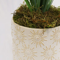 PLT219 ONION AND PAPYRUS GRASS IN CERAMIC VASE