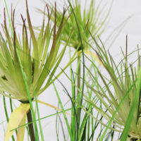 PLT219 ONION AND PAPYRUS GRASS IN CERAMIC VASE